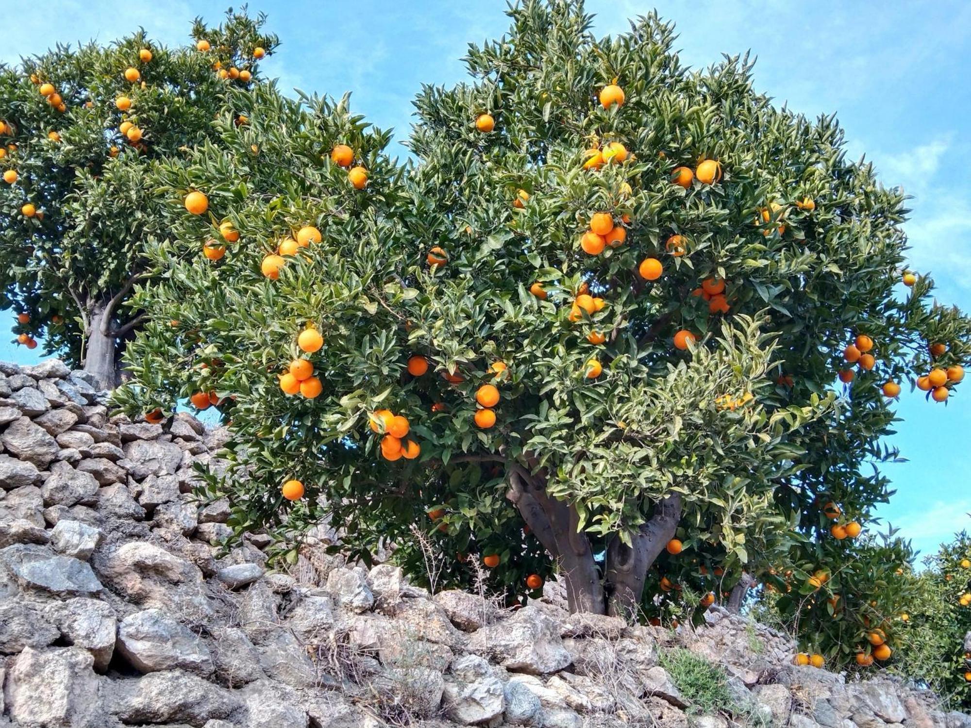 B&B La Granadilla Cónchar Екстериор снимка
